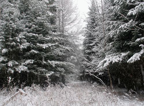 ski_nordique_quebec_03.JPG