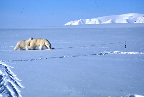 Ours polaire près d'une tente