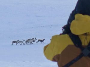 Le Parc national de Dovrefjell-Sunndalsfjella
