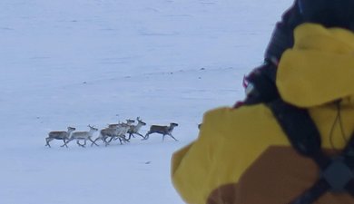 Le Parc national de Dovrefjell-Sunndalsfjella