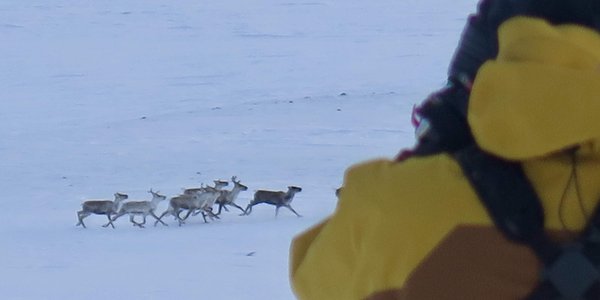 Le Parc national de Dovrefjell-Sunndalsfjella