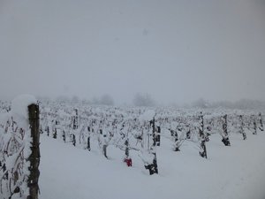 A travers les vignobles du Grésivaudan