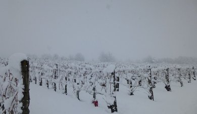 A travers les vignobles du Grésivaudan