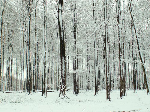 3 EM prix : Un printemps pas comme les autres en Forêt de Soignes… - Photo de BernardF