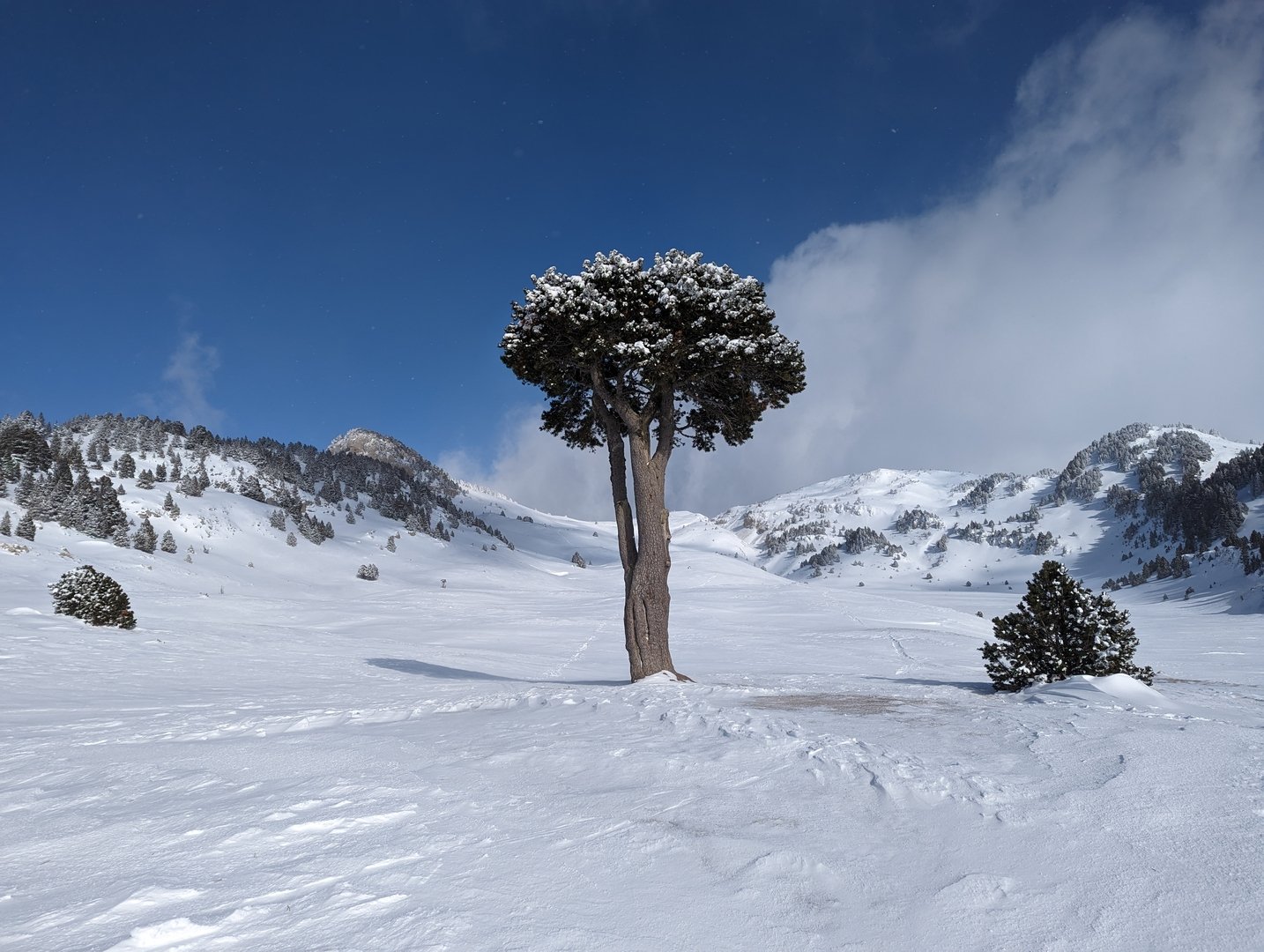arbre-taille-pin-plaine-de-la-queyrie-neige-ski.jpg