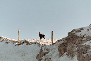 Rencontre au Suchet. De nombreux chamois peuplent les Aiguilles de Baulmes et le Suchet. Photo © nordic-spot.com<br />