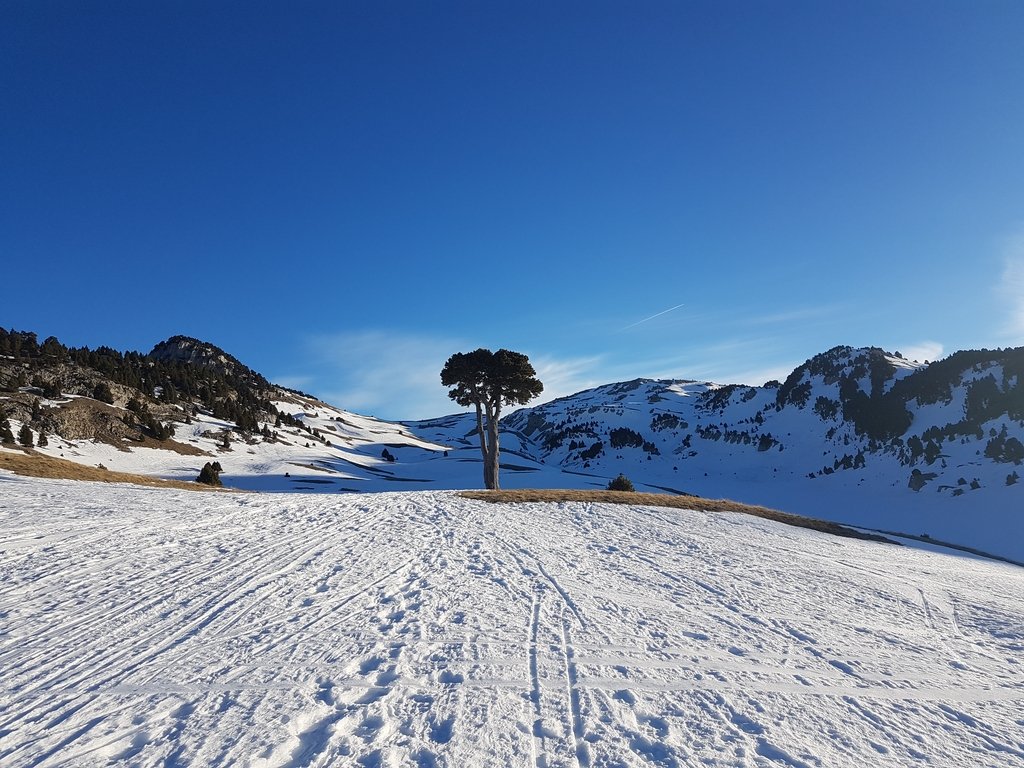 arbre-plaine-de-la-queyrie-vercors.jpg