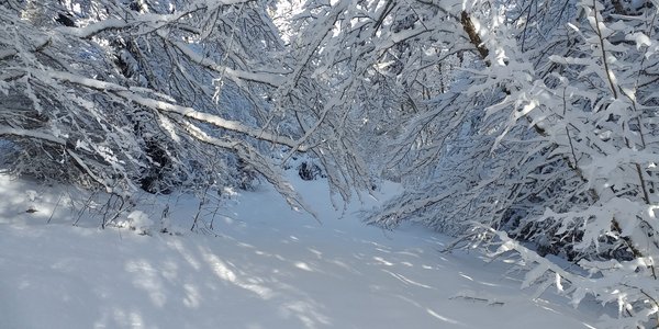 Nord du plateau du Retord sauvage