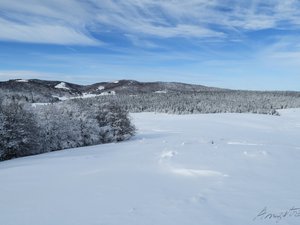 Boucle des Pises sur la montagne du Lingas (forêt de l'Aigoual)