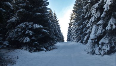 La Piste Trappeur en forêt du Ché