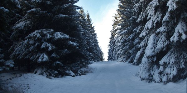 La Piste Trappeur en forêt du Ché