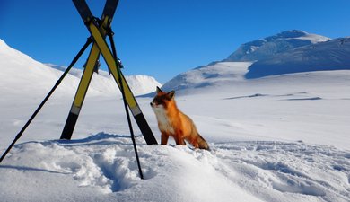 LAP16-Sarek-Solitaire-2016