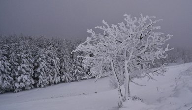 Plateau de Guery vers lePuy Loup